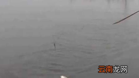 初春钓鱼为什么没口 为什么春季中午钓鱼没有口