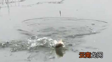初春钓鱼为什么没口 为什么春季中午钓鱼没有口