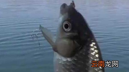春天钓鱼打窝有什么讲究，开春钓鱼用什么打窝