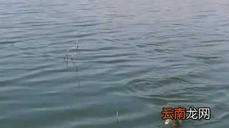 春天钓鱼打窝有什么讲究，开春钓鱼用什么打窝