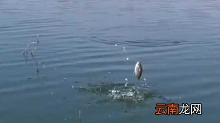 春天钓鱼打窝有什么讲究，开春钓鱼用什么打窝