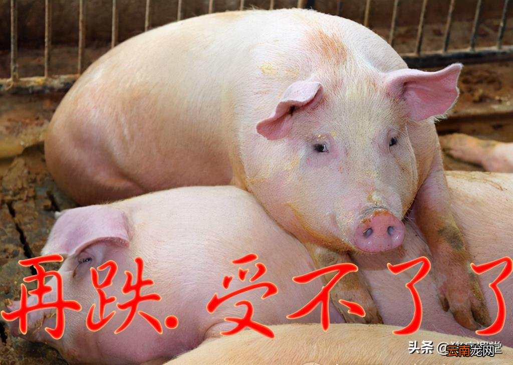 现在生猪价多少钱一斤 现在生猪什么价格