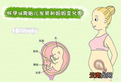 四个月的胎儿 怀孕4个月，会有什么反应？