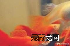 孔雀鱼幼鱼怎么养 刚出生几天的孔雀鱼苗怎么养？