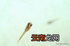 孔雀鱼幼鱼怎么养 刚出生几天的孔雀鱼苗怎么养？