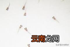 孔雀鱼幼鱼怎么养 刚出生几天的孔雀鱼苗怎么养？