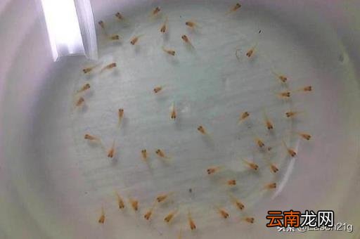 孔雀鱼幼鱼怎么养 刚出生几天的孔雀鱼苗怎么养？
