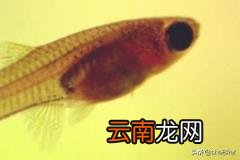 孔雀鱼幼鱼怎么养 刚出生几天的孔雀鱼苗怎么养？