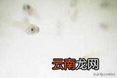 孔雀鱼幼鱼怎么养 刚出生几天的孔雀鱼苗怎么养？