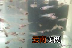 孔雀鱼幼鱼怎么养 刚出生几天的孔雀鱼苗怎么养？