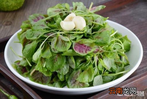 地皮菜的功效与禁忌 地皮菜的功效与作用是什么?