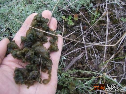 地皮菜的功效与禁忌 地皮菜的功效与作用是什么?