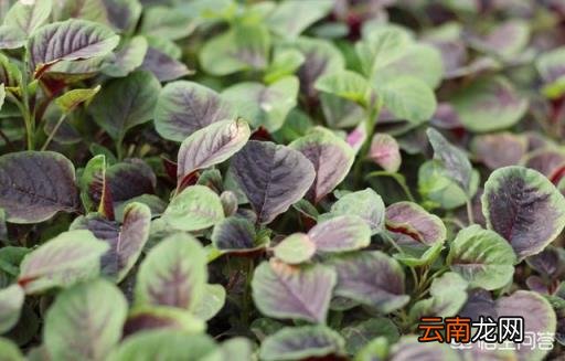 地皮菜的功效与禁忌 地皮菜的功效与作用是什么?