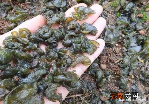 地皮菜的功效与禁忌 地皮菜的功效与作用是什么?