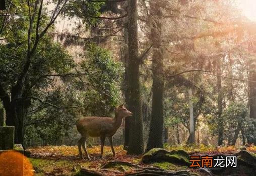 日本旅游线路 日本自由行有哪些景点推荐？