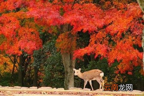 日本旅游线路 日本自由行有哪些景点推荐？