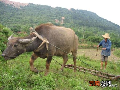 十二生肖兽首哪个最贵 十二生肖中最富的是哪个生肖？