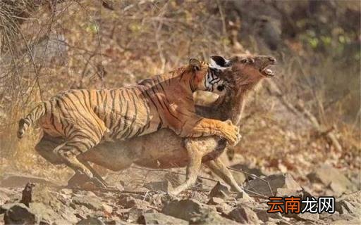 十二生肖兽首哪个最贵 十二生肖中最富的是哪个生肖？