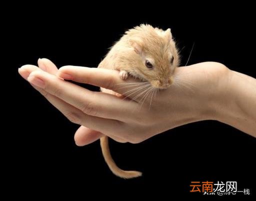 十二生肖兽首哪个最贵 十二生肖中最富的是哪个生肖？