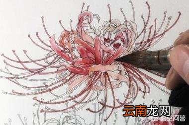 如何画出彼岸花(石蒜 哪吒简笔画？)