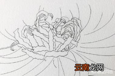 如何画出彼岸花(石蒜 哪吒简笔画？)