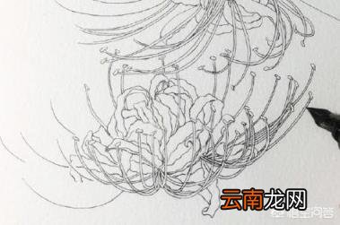 如何画出彼岸花(石蒜 哪吒简笔画？)
