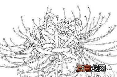如何画出彼岸花(石蒜 哪吒简笔画？)