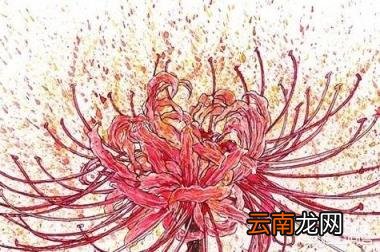 如何画出彼岸花(石蒜 哪吒简笔画？)