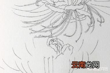 如何画出彼岸花(石蒜 哪吒简笔画？)