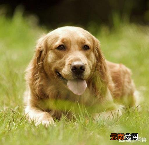 狗狗体内驱虫多久一次 怎样给狗狗驱虫,多久一次?