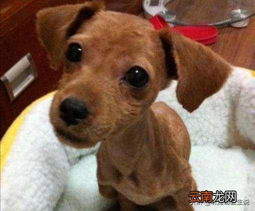狗狗体内驱虫多久一次 怎样给狗狗驱虫,多久一次?