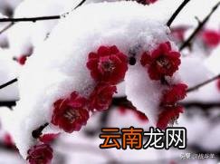 植物诗歌 摘抄一首有关植物的诗歌？