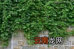 植物诗歌 摘抄一首有关植物的诗歌？