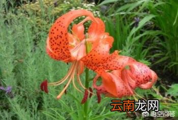 食用百合开什么样的花 我们吃的百合,会不会开花？
