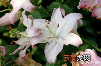 食用百合开什么样的花 我们吃的百合,会不会开花？