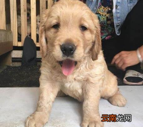 狗狗体内驱虫多久一次 怎样做好狗狗的驱虫工作？
