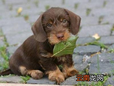狗狗体内驱虫多久一次 怎样做好狗狗的驱虫工作？