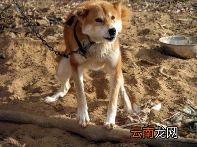 狗狗体内驱虫多久一次 怎样做好狗狗的驱虫工作？