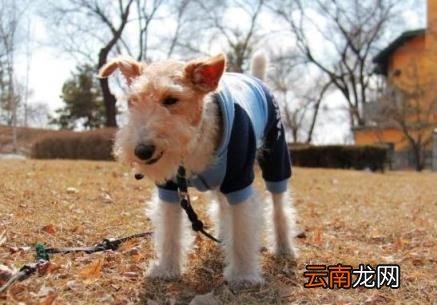 狗狗体内驱虫多久一次 怎样做好狗狗的驱虫工作？