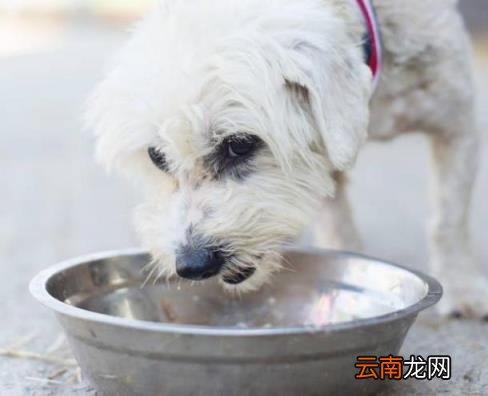 狗狗体内驱虫多久一次 怎样做好狗狗的驱虫工作？