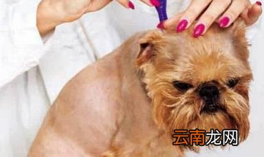 狗狗体内驱虫多久一次 怎样做好狗狗的驱虫工作？