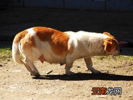 狗狗体内驱虫多久一次 怎样做好狗狗的驱虫工作？