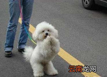 狗狗体内驱虫多久一次 怎样做好狗狗的驱虫工作？