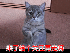 狗狗体内驱虫多久一次 怎样做好狗狗的驱虫工作？