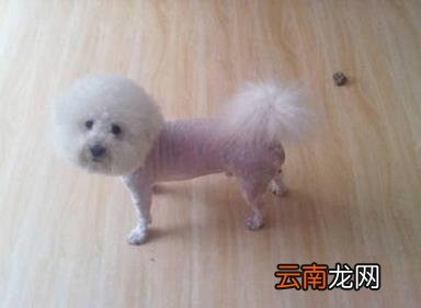 狗狗体内驱虫多久一次 怎样做好狗狗的驱虫工作？