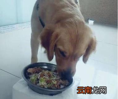 狗狗体内驱虫多久一次 怎样做好狗狗的驱虫工作？