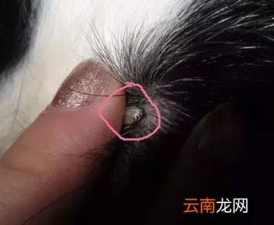 狗狗体内驱虫多久一次 怎样做好狗狗的驱虫工作？