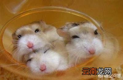 养仓鼠的注意事项 小仓鼠才到新家应该注意些什么？