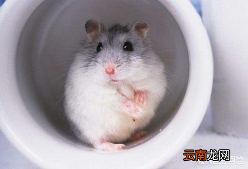 养仓鼠的注意事项 小仓鼠才到新家应该注意些什么？