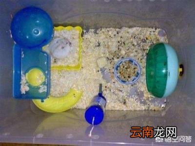 养仓鼠的注意事项 小仓鼠才到新家应该注意些什么？